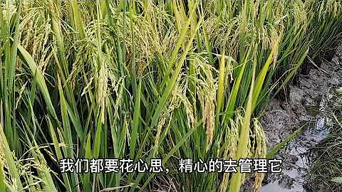種植水稻想要產量高，開花抽穗期撒上它，水稻後期顆粒飽滿產量高 - 天天要聞