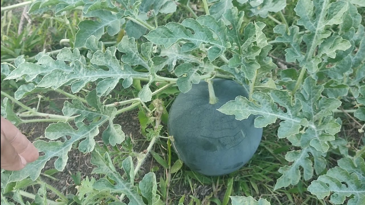 Watermelon Planting Update Part 3 Nag Patuloy na Tayo Ng Bunga