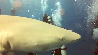 Shark Dive with Trace Palmer
