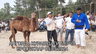 АНГОРДА КУРАШДАГИ БАРЧА ТОВОКЛАР 09.05.2024