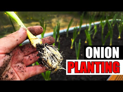 8 Tips For Planting Onions