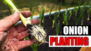 8 Tips For Planting Onions
