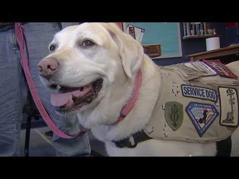 Video: Veteran Dipasangkan Dengan Anjing Penolong yang Diselamatkan, Dan Dua Kehidupan Terselamatkan