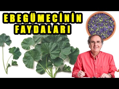 Video: Ebegümeci çok yıllık mı?