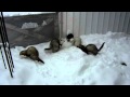Ferrets playing in snow