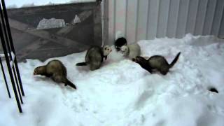 Ferrets playing in snow