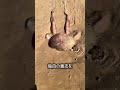 タコの能力