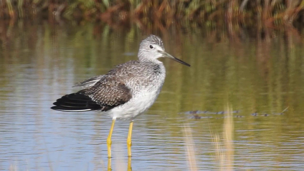 MNSA- Cam: Greater Yellowlegs