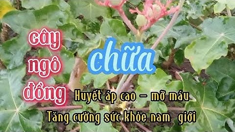 vị thuốc quý từ cây ngô đồng, chữa bệnh hay lắm bà còn ơi!!!!