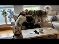 Dogs Finally Reunited With Their Human! They Get Emotional! (So Cute!!)