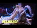 Осьминог. Удивительный обитатель морских глубин.