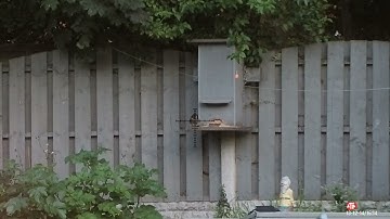 Rat Off The Bird Feeder