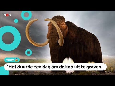 Video: De Kaken En Het Skelet Van Een Onbekend Dier Werden Gevonden In Het Labynkyr-meer - Alternatieve Mening