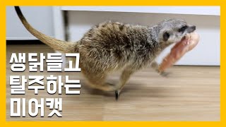 A meerkat running away with a chicken.