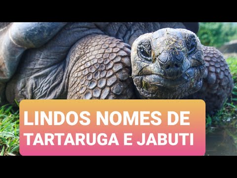 Nomes Unissex para tartaruga e Jabuti