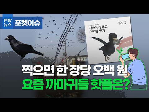 사진 찍으면 500원…도심 점령한 겨울 불청객의 정체/ 연합뉴스 (Yonhapnews)