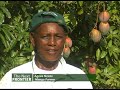 Mango farmers from Makueni supplying their produce to Mango processing plant - Part 1