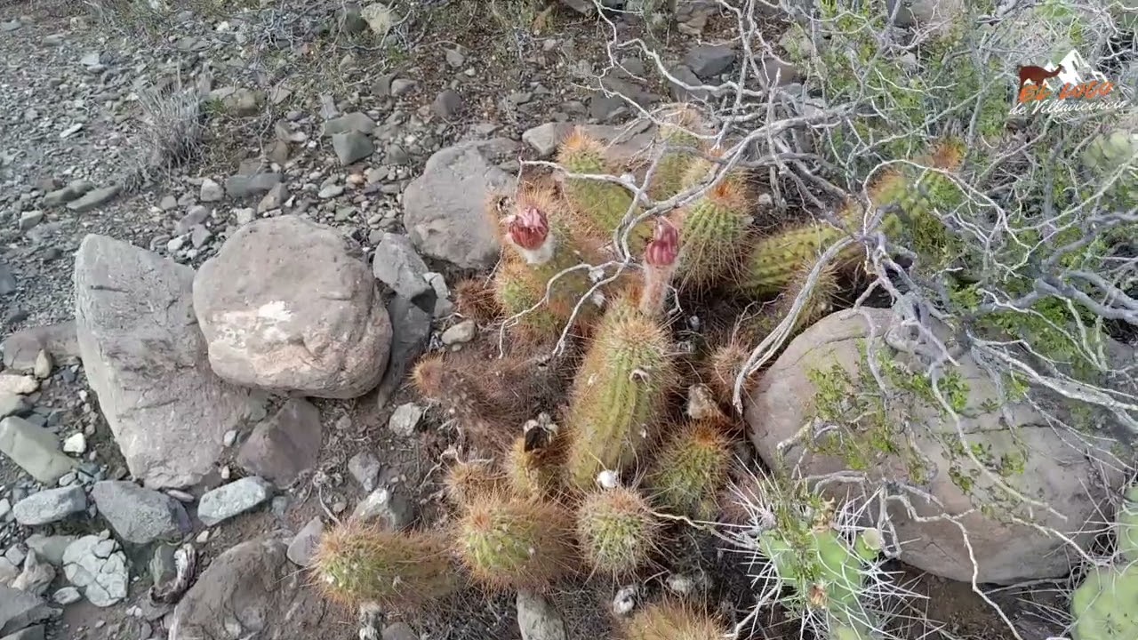 Video Luego de la Tormenta 