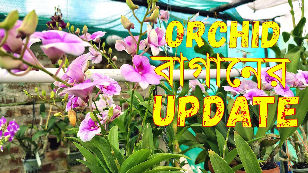 আমার অর্কিড বাগানের ছোট্ট ভিডওি New Update My Orchid Garden