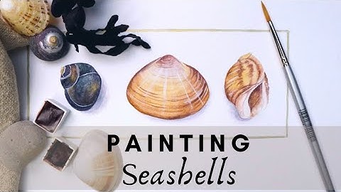 Painting for Beginners|watercolour shells