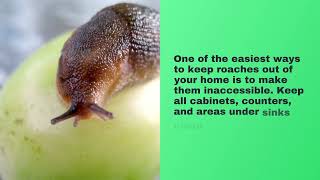 Advice on how to prevent roaches in your home (Vision Pest Control  - Cedar City Pest Control)