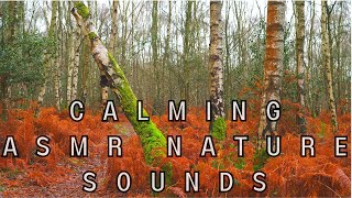 Enchanting Calming ?Woodland ?Symphony: ASMR Birdsong Bliss for Tranquility asmr forestsound calm