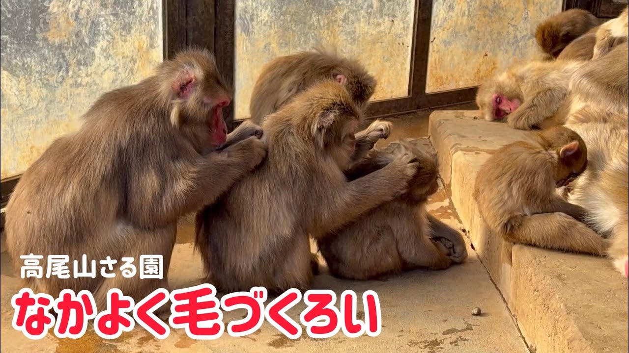 高尾山さる園】なかよく毛づくろい - YouTube