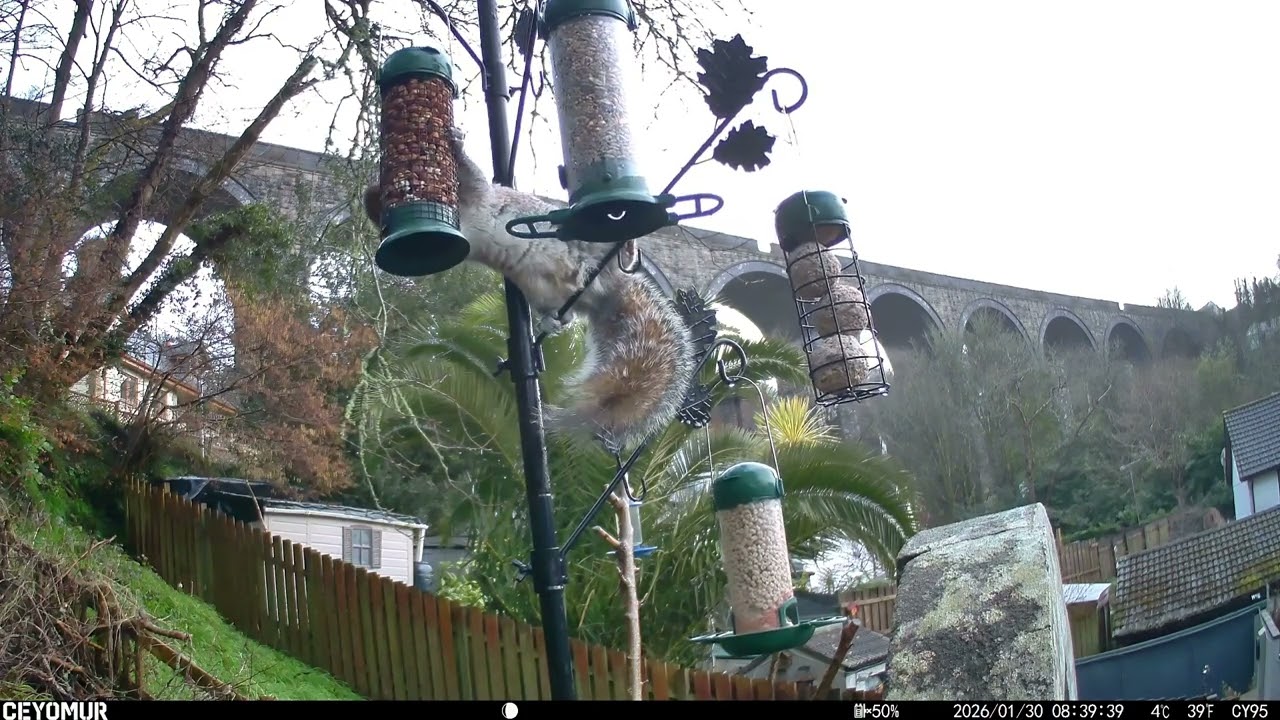 Grey Squirrel Hanging Off the Bird Feeder 🐿️😂 | Feeder Frenzy – Cornish Garden Edition