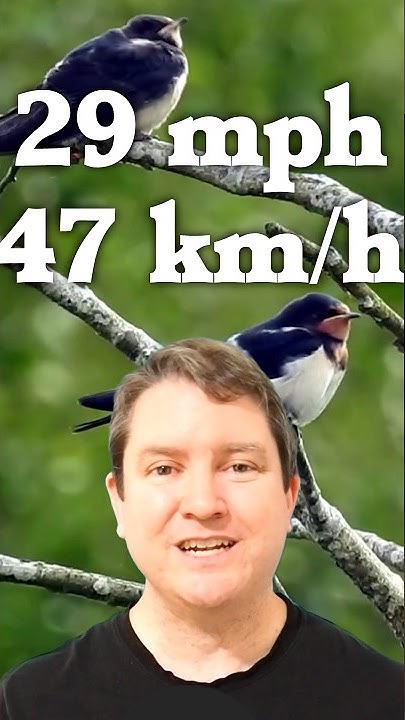 airspeed-velocity-of-an-unladen-swallow-youtube