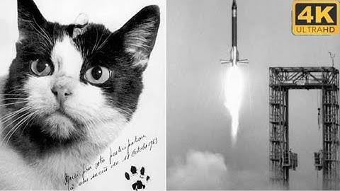 What Happened to Felicette in Space? *First Cat in Space*
