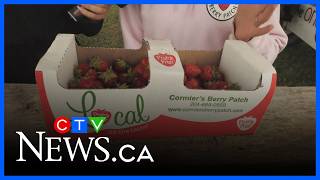 Best way to store fresh local berries