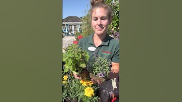 4 Amazing Mosquito 🦟 Repelling Plants in One Pot for a Pest Free Patio