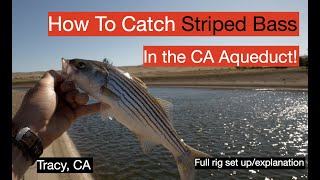 Crazy STRIPER FISHING in the CA Aqueduct (with rig set-up & tutorial)