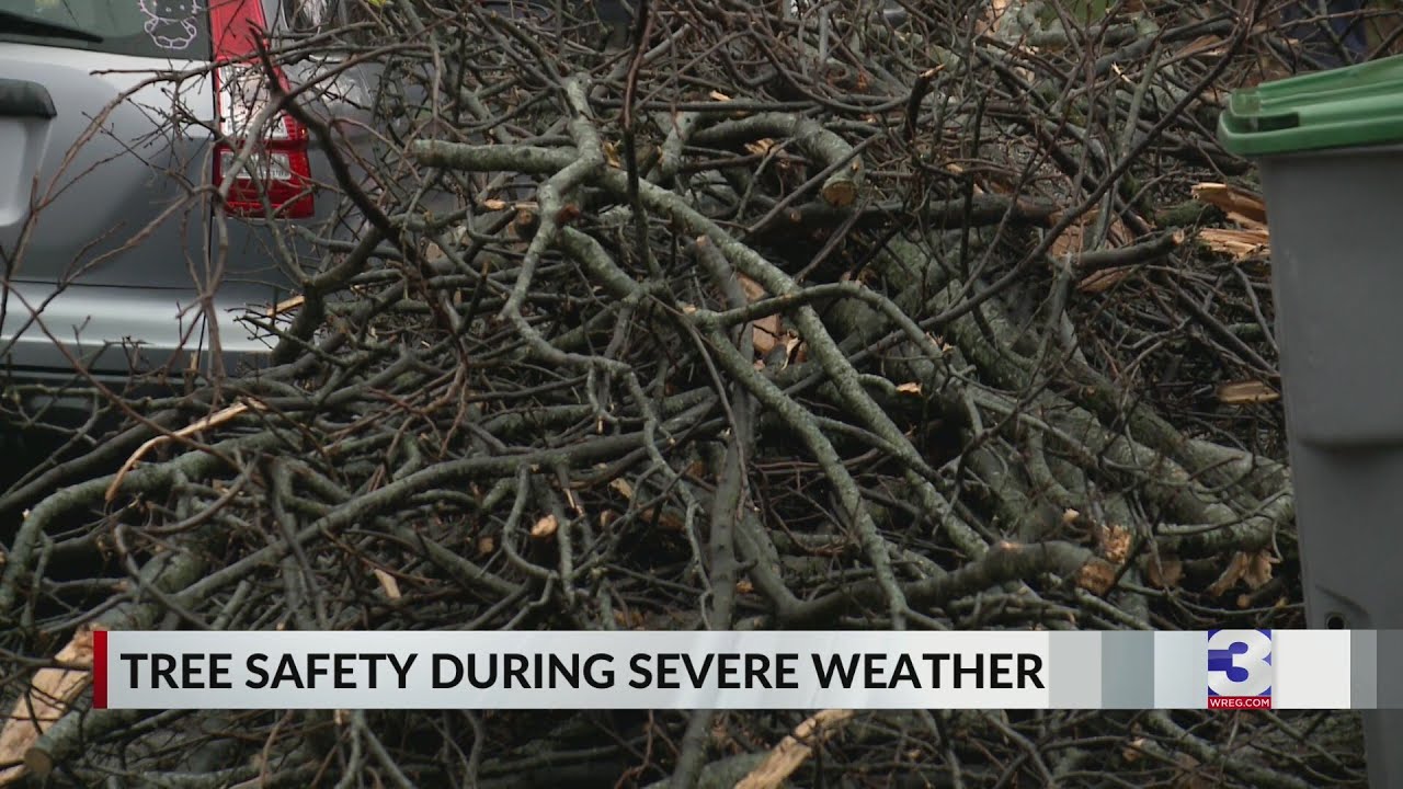 Experts advise tree checks after severe weather