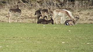 Digiscoping Nature April 2026   part 1      4 k