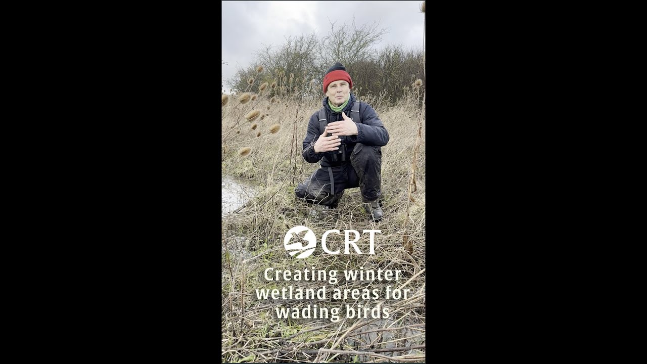 Creating winter wetlands for wading birds