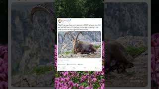 The World’s Unluckiest Species—Ended by a Falling Tree #shorts