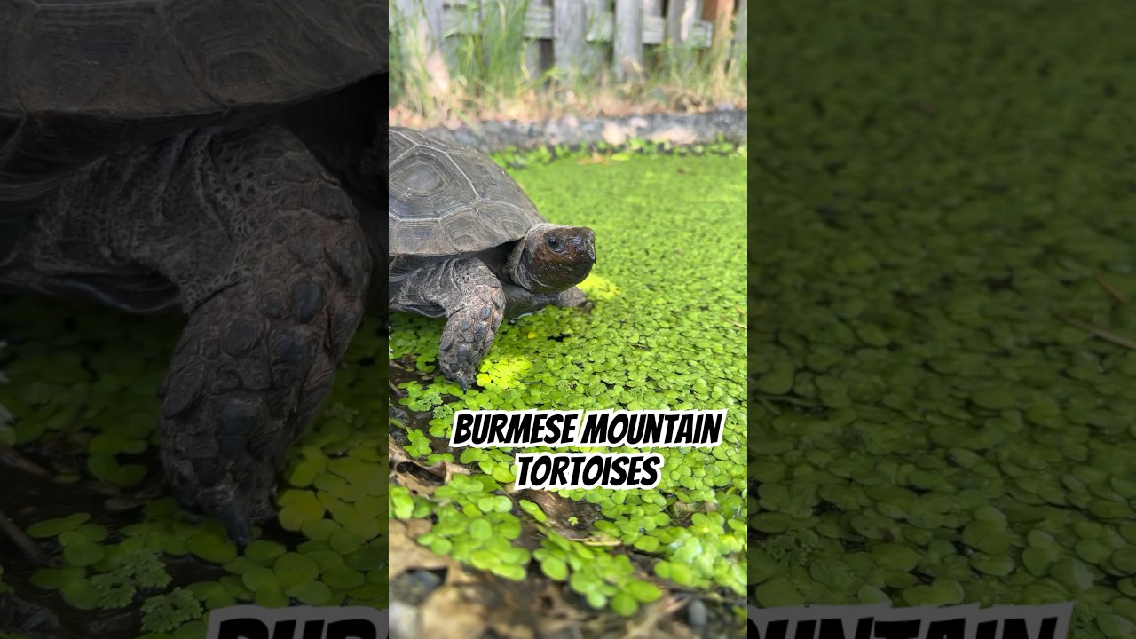 My Burmese Mountain Tortoises 🐢 