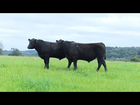 Lote 13 - Top Angus