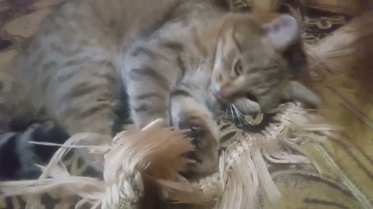 Vlog Мурка грається .