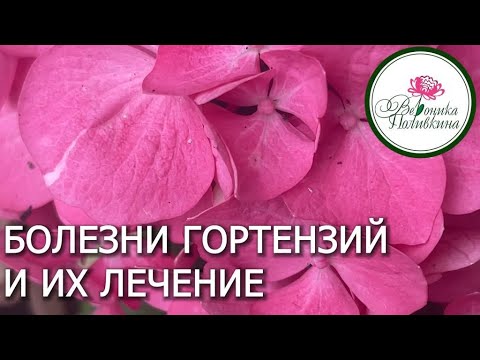 БОЛЕЗНИ ГОРТЕНЗИЙ И КАК ИХ ЛЕЧИТЬ