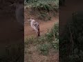 #cowvideos #cowlover #cowvideo