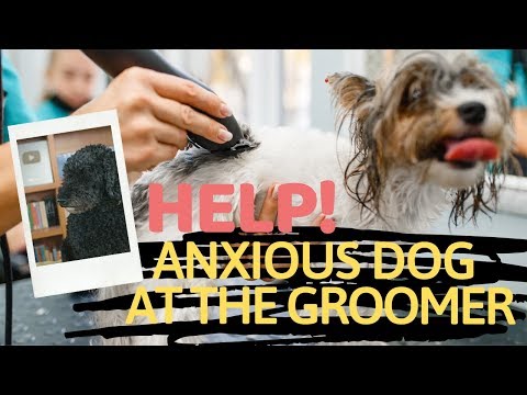 Dog Grooming Anxiety: