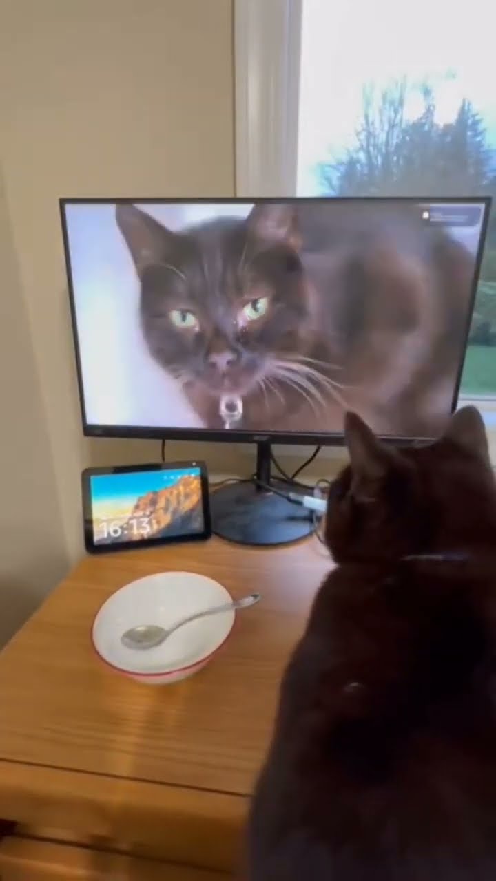 funny cat