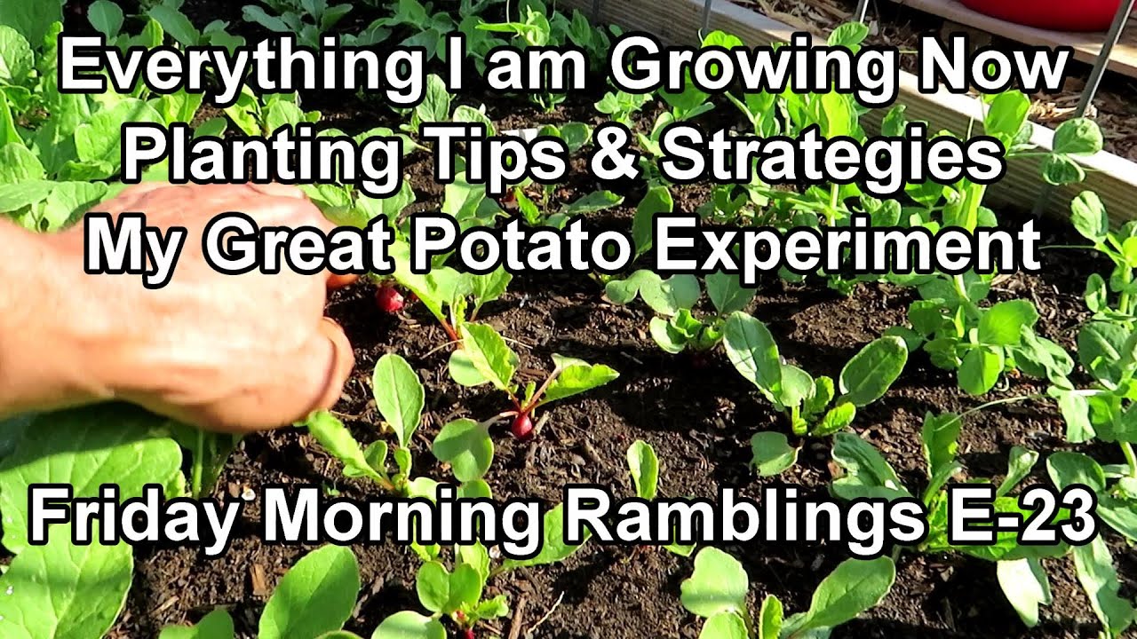 Everything I Am Growing Now - Potato Plans, Tips & Crops You Can Start: FM Garden Ramblings  E-23