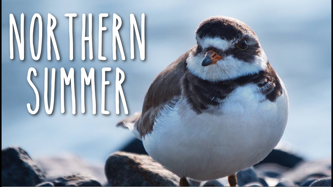 Northern Summer | Nature and Wildlife Reel (2022)