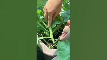 Thu hoạch rau cải rổ trồng chậu trên sân thượng#shorts