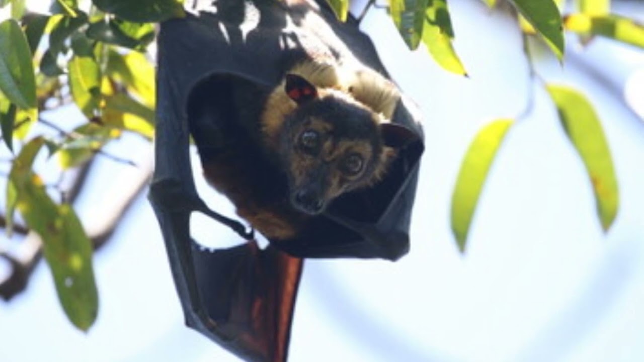 Fascinating Flying Fox