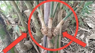 Download Lagu @Barang siapa yang nemu bambu seperti ini Ambillah pertanda {masalah akan cepat terselesaikan }✓✓§∆ MP3