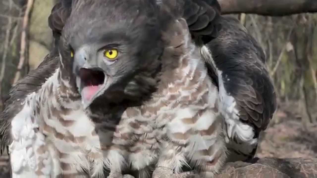 Nature in Europe is on Alert